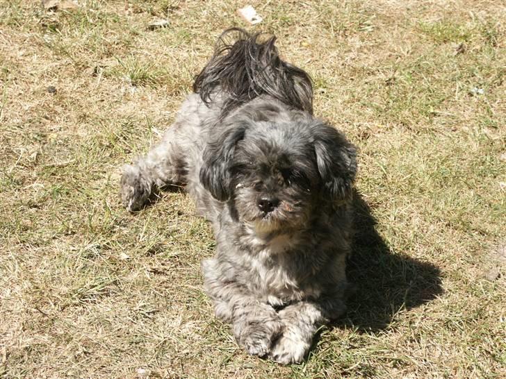 Lhasa apso Freja (tullermus) billede 11