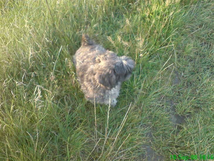 Lhasa apso Freja (tullermus) billede 12