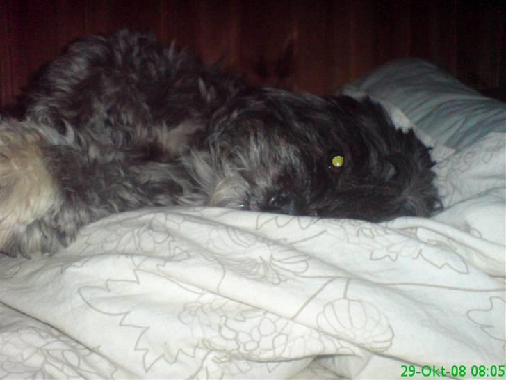 Lhasa apso Freja (tullermus) billede 13