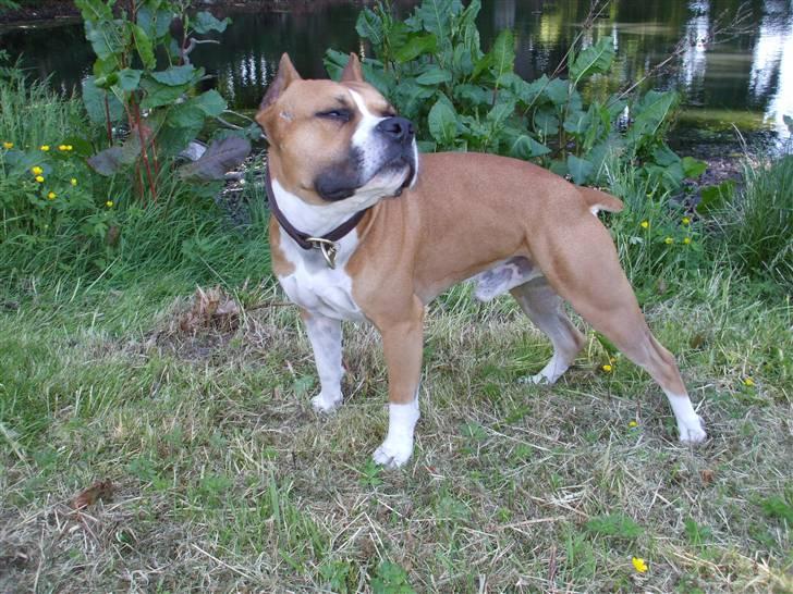 Amerikansk staffordshire terrier Knight Goodfree (king) billede 7