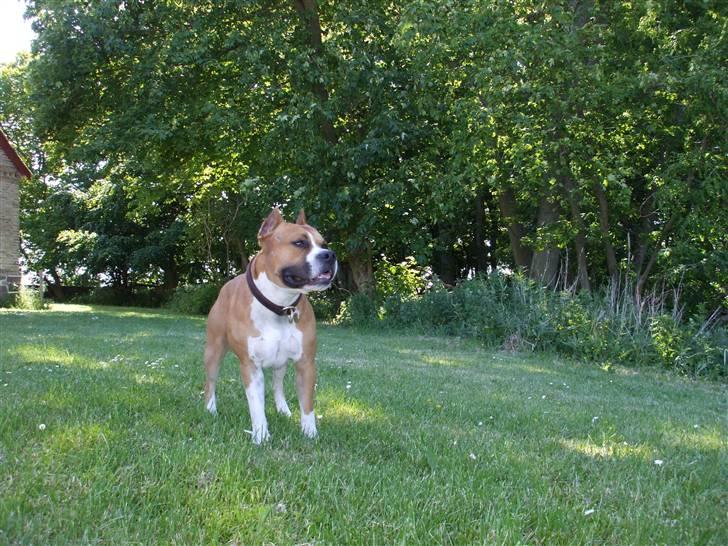 Amerikansk staffordshire terrier Knight Goodfree (king) billede 8