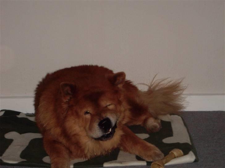 Chow chow Django - Det er hårdt at få tygget sig igennem kødbenet billede 17