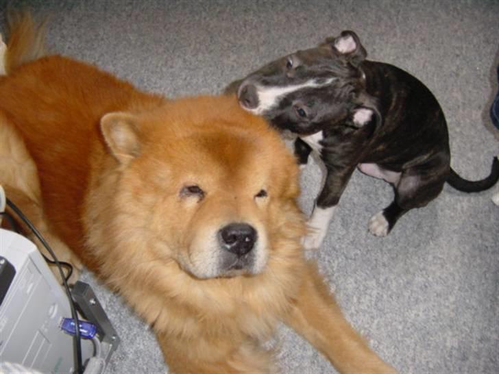 Chow chow Django - Han tror mit øre er et kødben. billede 18