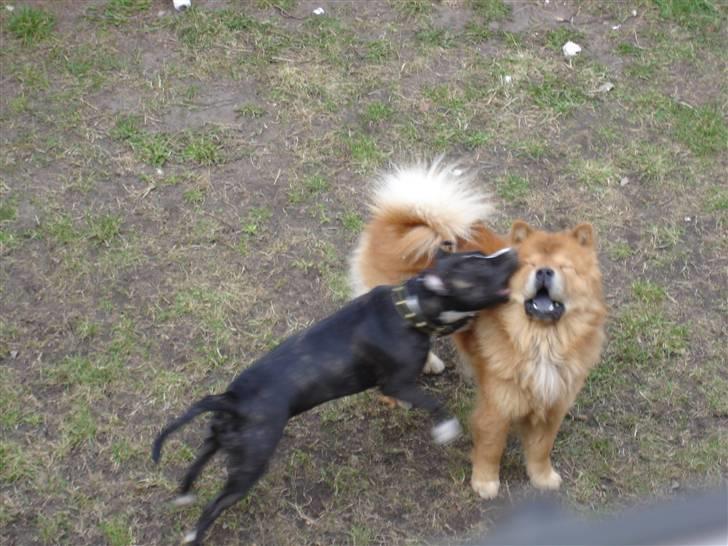 Chow chow Django - Man må altså ikke drille  billede 19