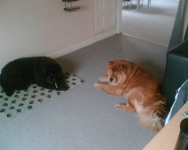 Chow chow Django - Har fået besøg at en lille newfoundlænder pige (molly). Hun er så også den enste ud over min kæreste som må ligge på mit tæppe og så til og med tage mit kødben...  billede 20