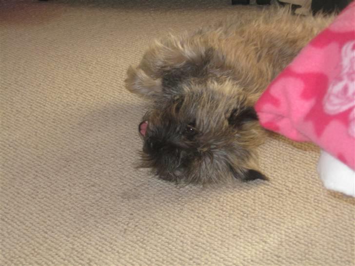 Cairn terrier Fie <3 *VIP* - det er faktisk hårdt at være hund.. :-) foråret 2007.  billede 5