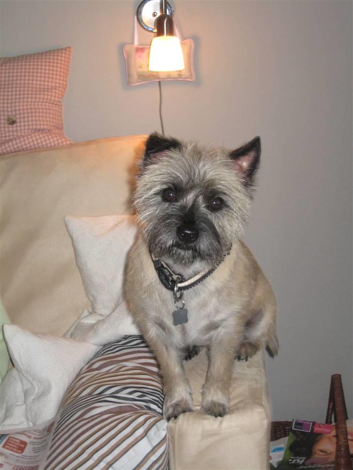 Cairn terrier Fie <3 *VIP* - Jeg syntes bare lige jeg ville gøre opmærksom på mig selv.. er du nu sikker på du har set mig?? :-) billede 6