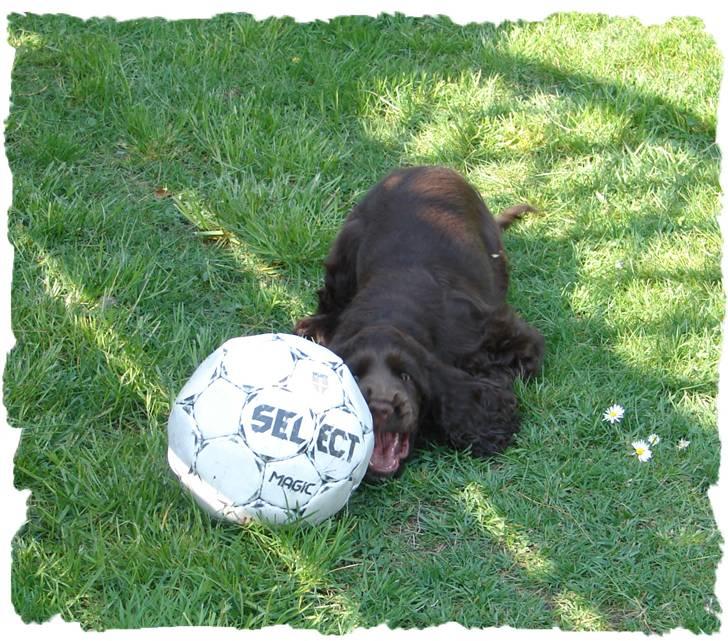 Cocker spaniel Choko - Choko (12 uger) - angriber fodbold. billede 3