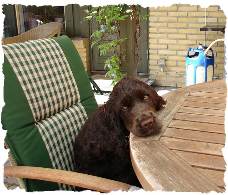 Cocker spaniel Choko - Choko (13 uger) - efter tabt vandkamp med morfar. billede 5