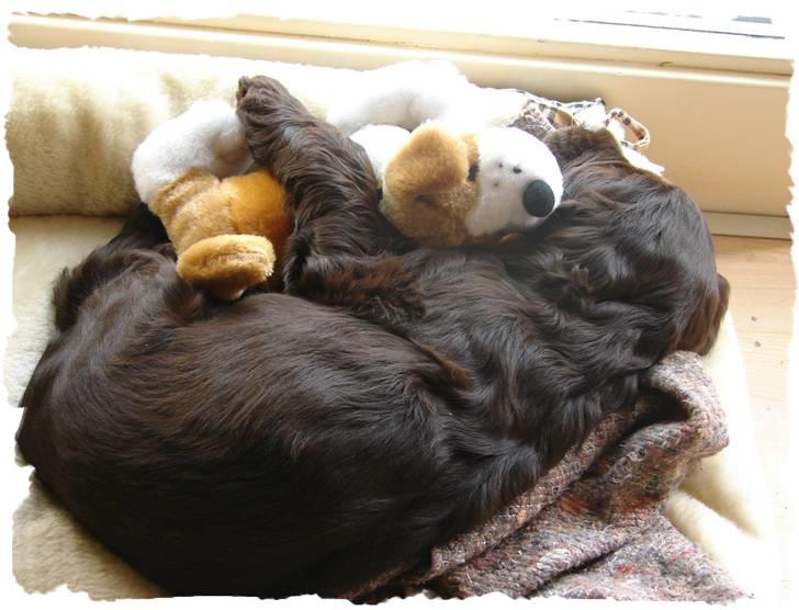 Cocker spaniel Choko - Choko (8 uger) - putter sødt med sin hundebamse. billede 8