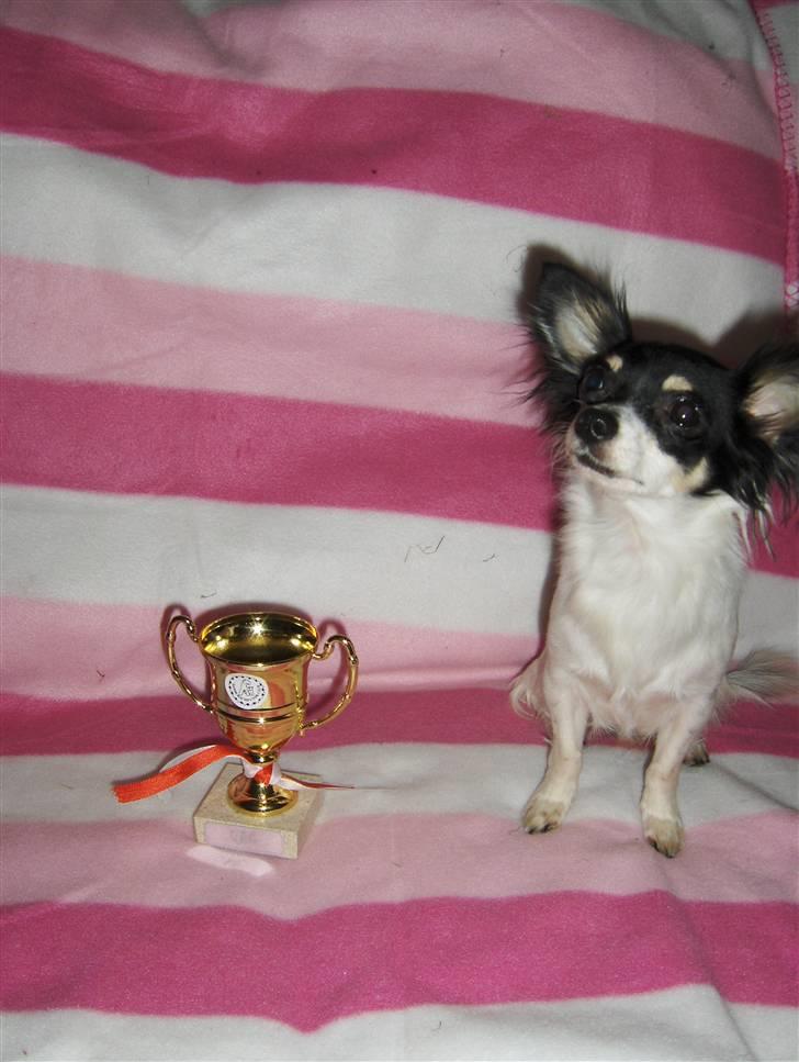 Chihuahua Dolly billede 10