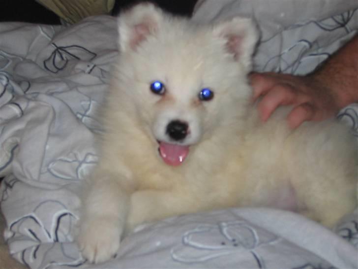 Dansk Spids Silver - Min første dag hos min nye familie billede 1