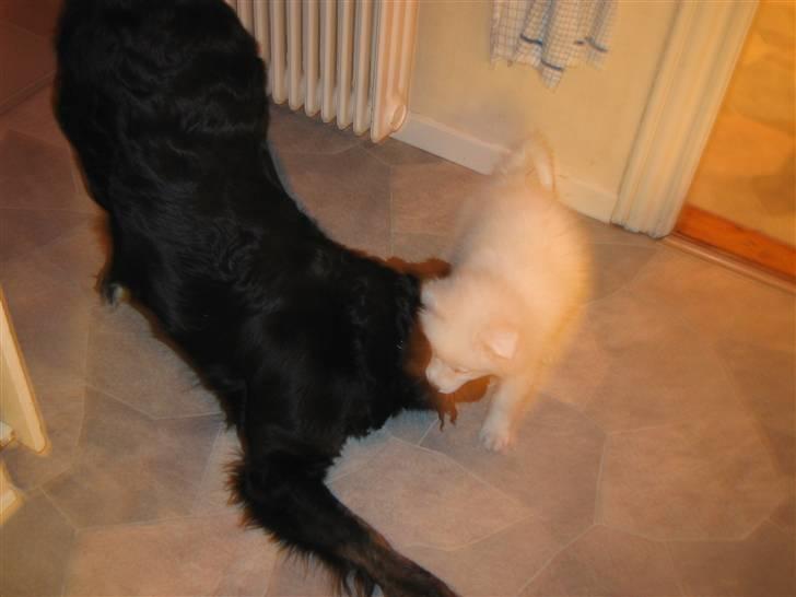 Dansk Spids Silver - Selv om jeg er lille her kan jeg stadig en masse tricks billede 2