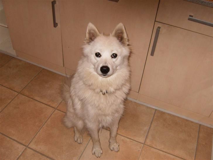 Dansk Spids Silver - Så er jeg 1 år billede 3