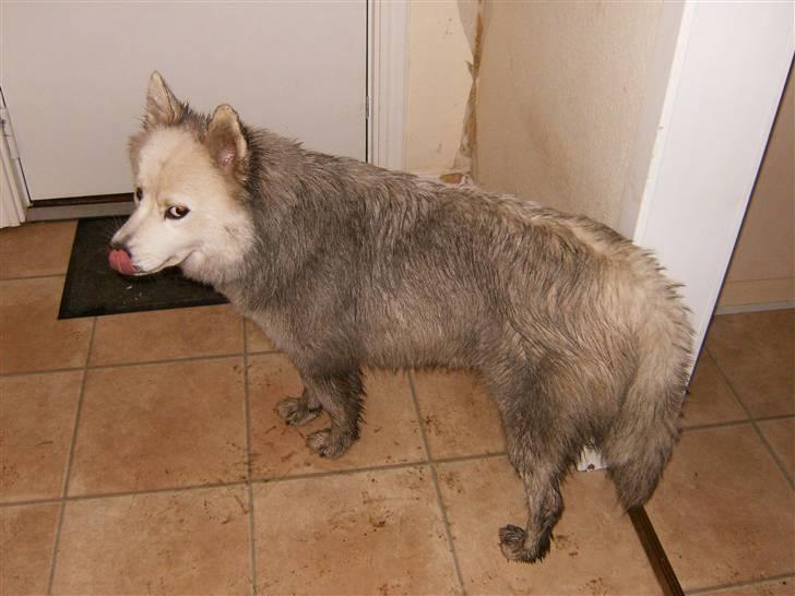 Dansk Spids Silver - min ejer siger at jeg ikke kan skjule at jeg har haft det sjovt billede 4