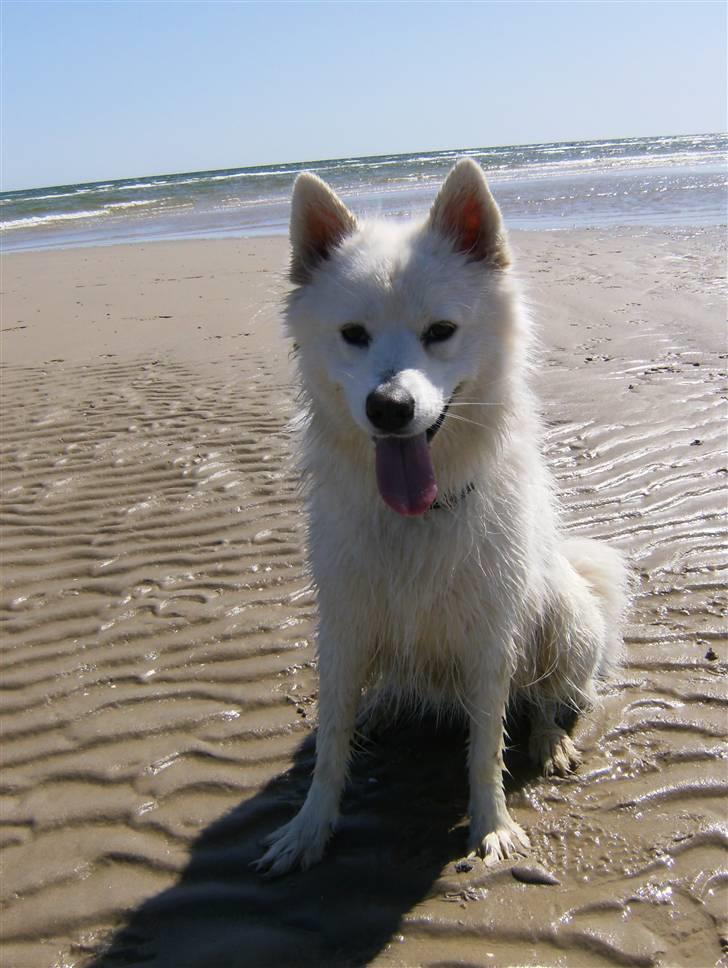 Dansk Spids Silver - Så er vi ved vandet Juni 2008 billede 5