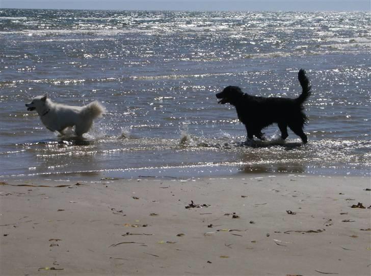 Dansk Spids Silver - hvem kommer først billede 6