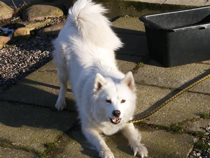 Dansk Spids Silver - Skal vi lege billede 7