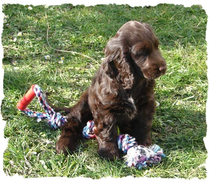 Cocker spaniel Choko - Choko (10 uger) - med et lidt for stort legetov :o) billede 10