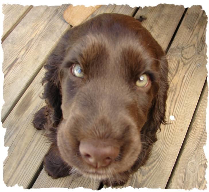 Cocker spaniel Choko - Choko (10 uger) Hmmmm., mit hoved vokser vist lidt for hurtigt... :o) billede 12