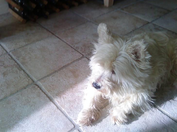 West highland white terrier Bølle  - HeeR R Emma Ogg Bølle!!!!..<3 billede 19