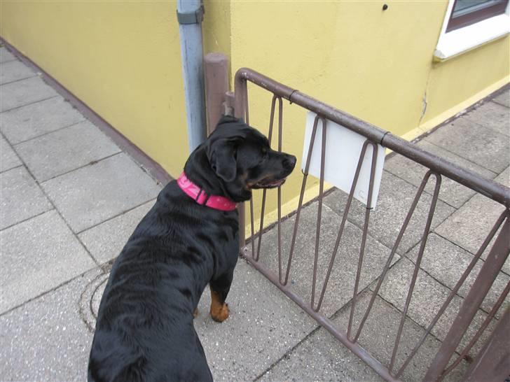 Rottweiler Sv-Vagt's Cheena (Alou) billede 16