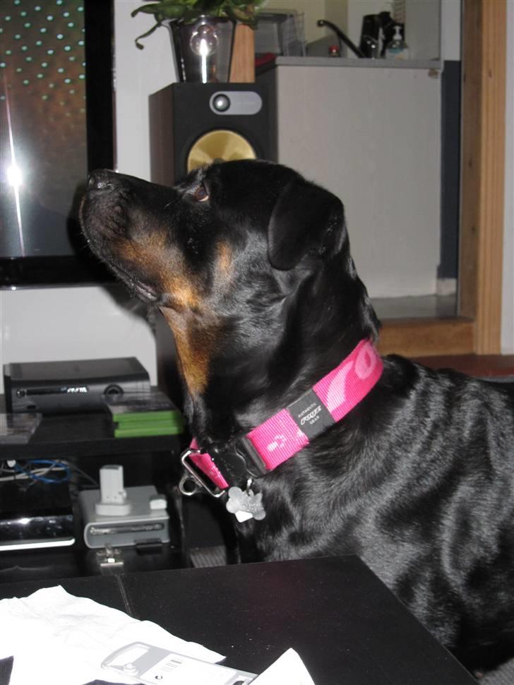 Rottweiler Sv-Vagt's Cheena (Alou) - sidder bare såå fint  billede 17