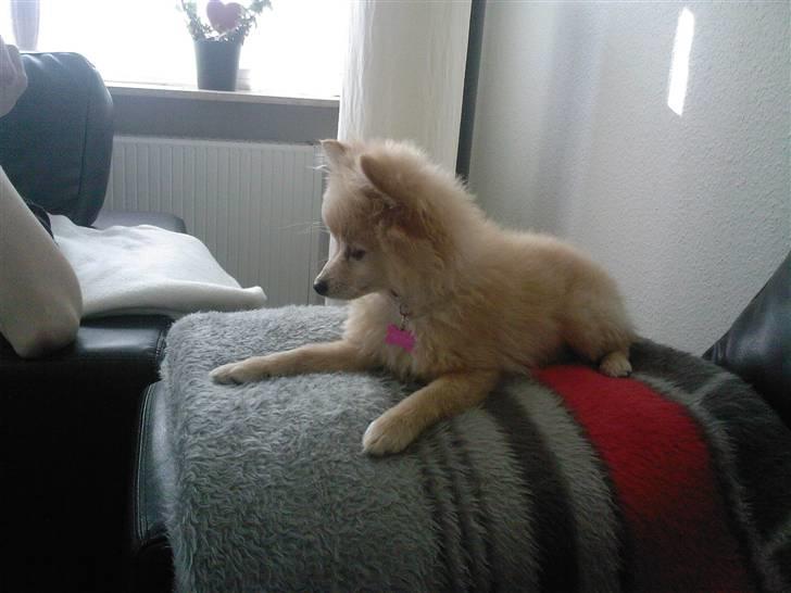 Pomeranian Coco - Prinsssen'<3 - Hun har vist øje på noget  billede 5