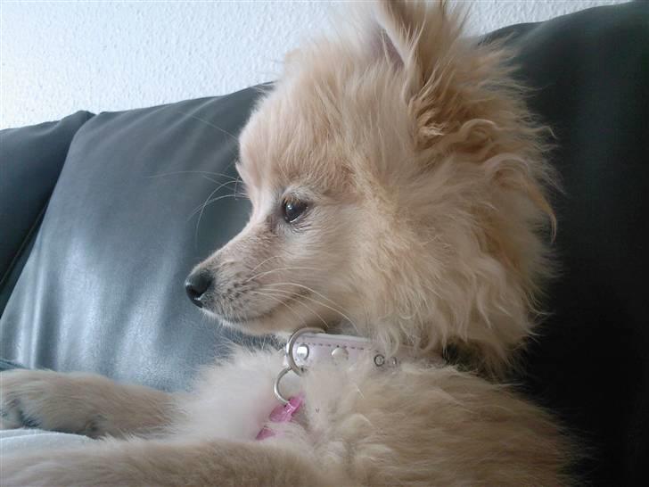 Pomeranian Coco - Prinsssen'<3 - ser lige fjernsyn på mor´s mave =) billede 7