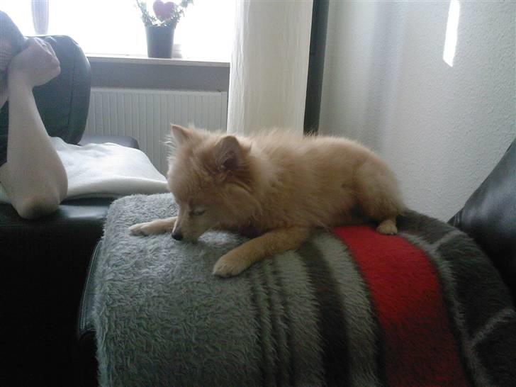 Pomeranian Coco - Prinsssen'<3 - Tygger lige lidt i et ben :-) billede 8