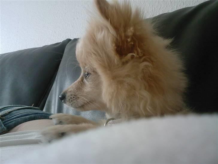 Pomeranian Coco - Prinsssen'<3 - Kigger på far´mand :o] billede 9