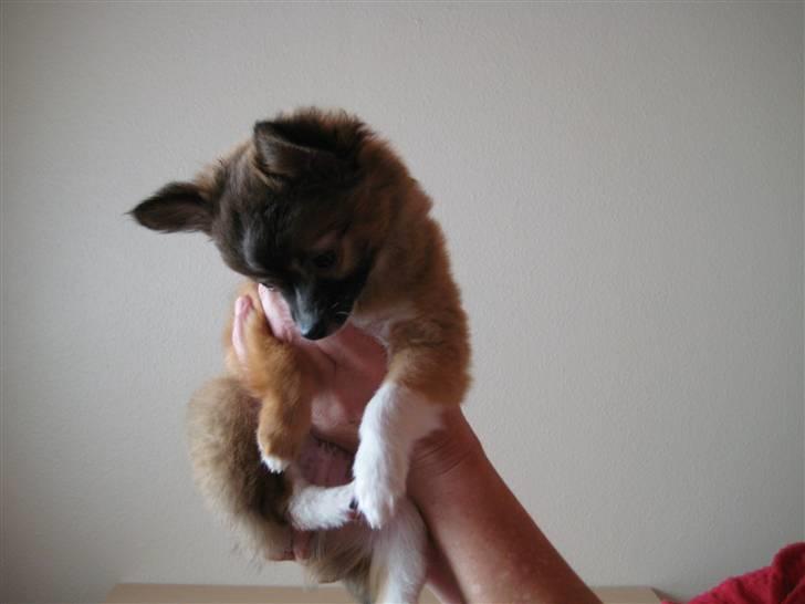 Blanding af racer Baloo billede 5