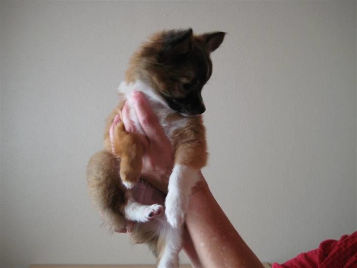 Blanding af racer Baloo billede 6