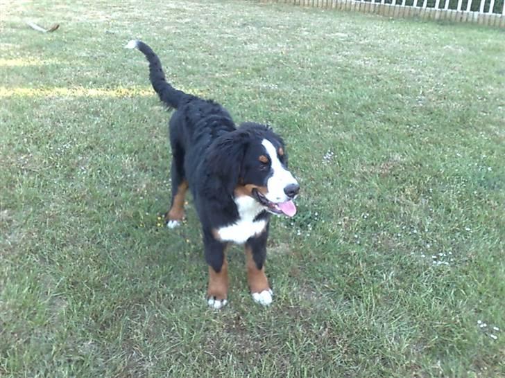 Berner sennenhund Antonio billede 12