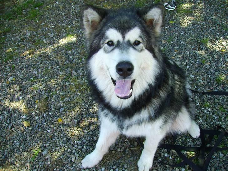 Alaskan malamute Devil billede 1