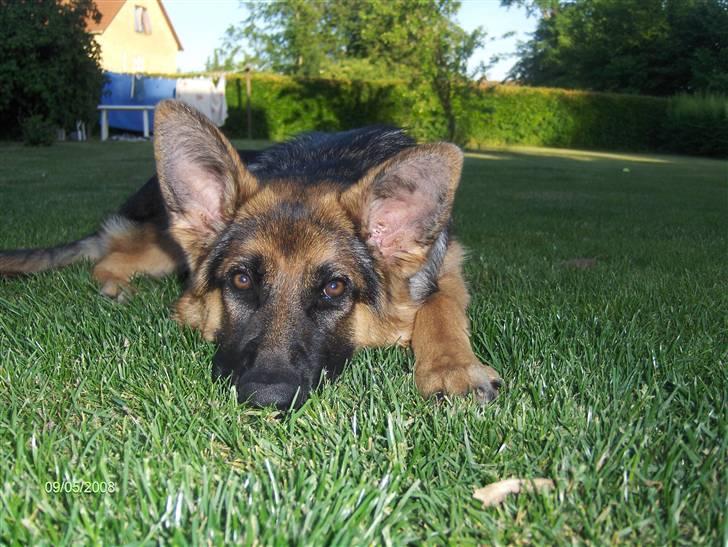 Schæferhund Maegaards Jana (Mille) billede 9