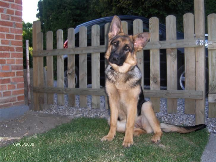 Schæferhund Maegaards Jana (Mille) billede 10