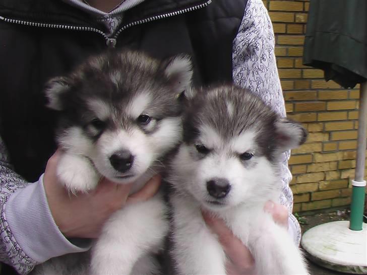 Alaskan malamute Devil - Der er mig til venstre billede 2