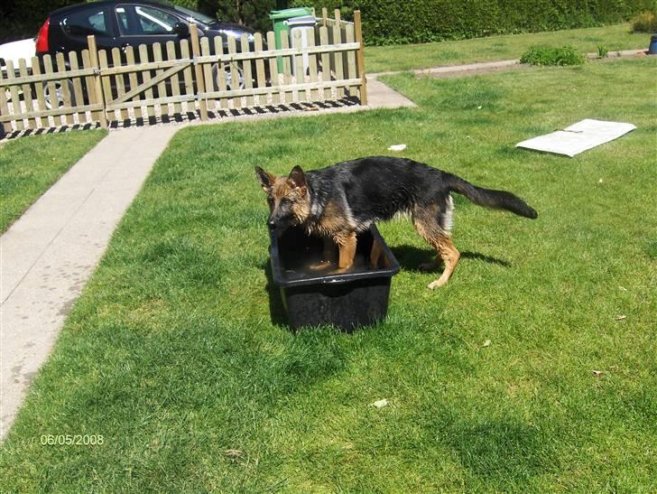 Schæferhund Maegaards Jana (Mille) billede 12