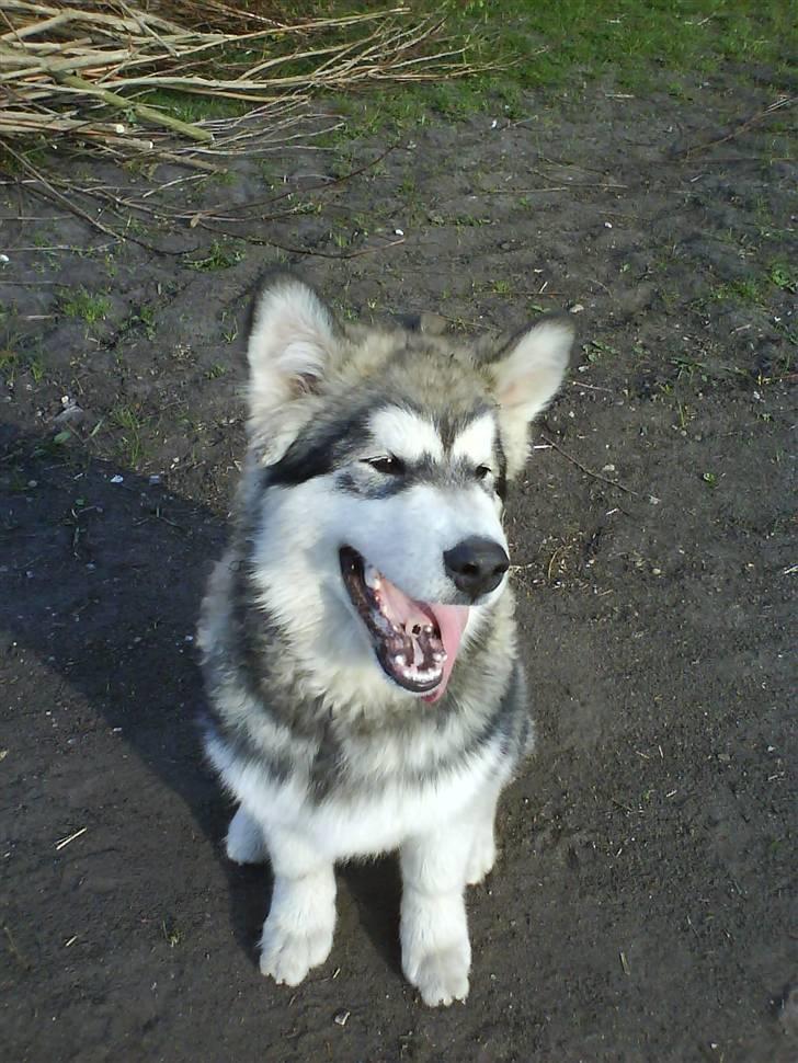 Alaskan malamute Devil billede 3