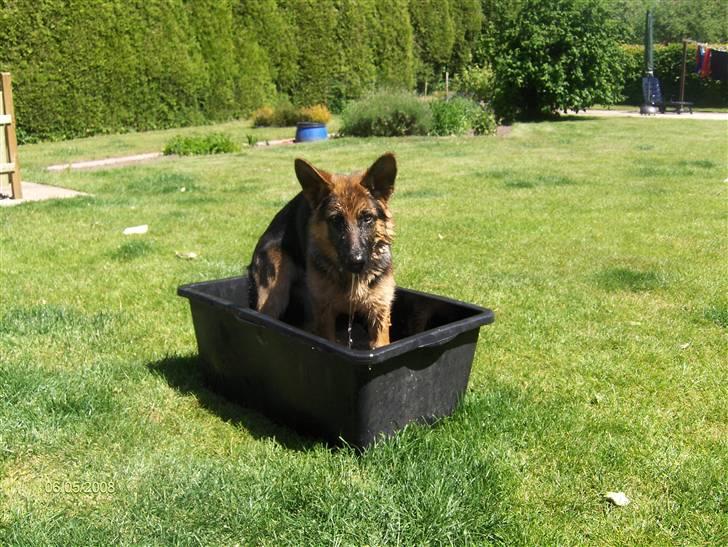 Schæferhund Maegaards Jana (Mille) billede 13