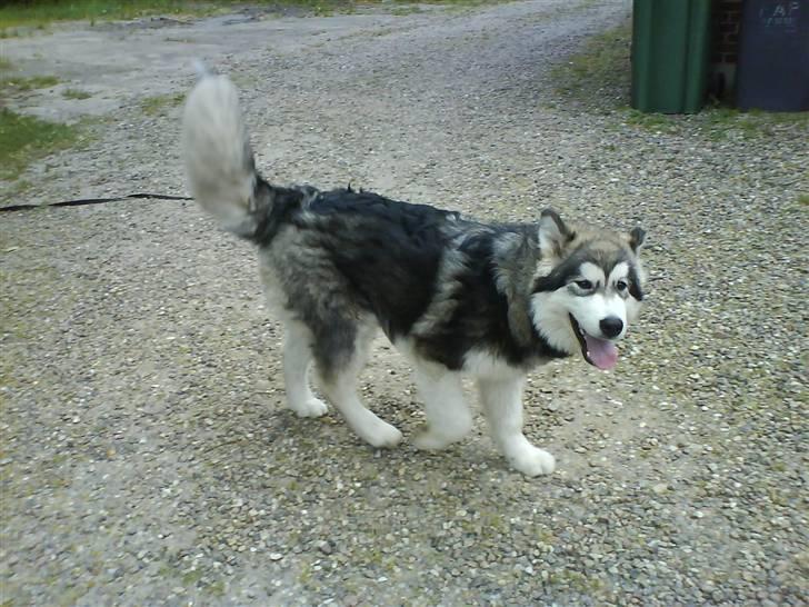 Alaskan malamute Devil billede 4
