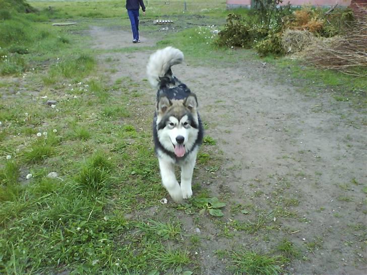 Alaskan malamute Devil billede 5
