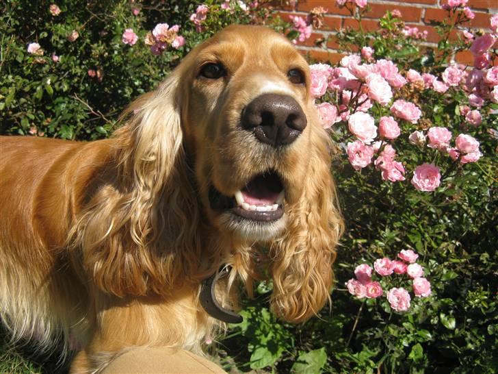 Cocker spaniel Hr. Vimse - R.I.P - Velkommen til Hr. Vimse´s profil ;D Giv gerne en bedømmelse og skriv en kommentar inden i smutter! ;D billede 1