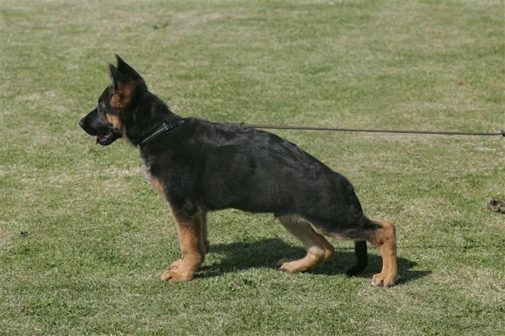 Schæferhund Team Rapi Excess billede 1