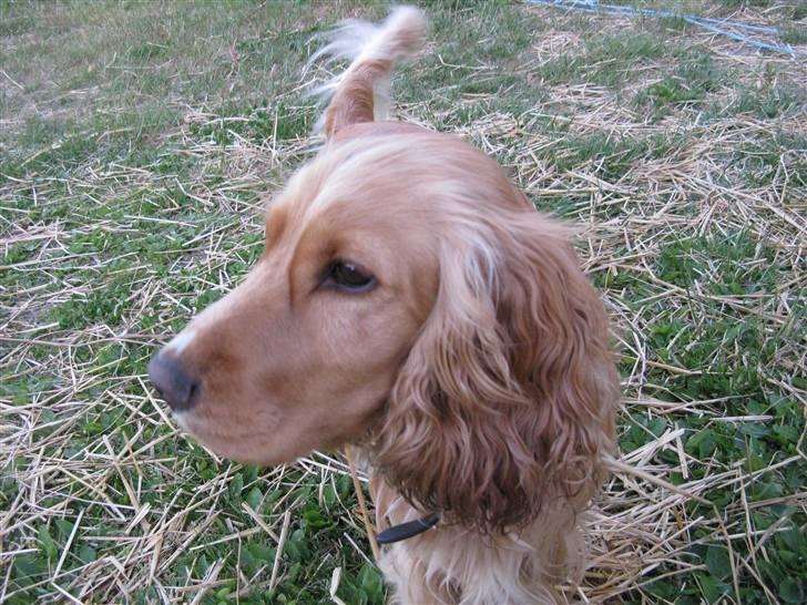 Cocker spaniel Hr. Vimse - R.I.P - Uhaa ;D billede 2