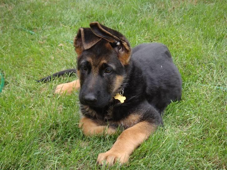 Schæferhund Team Rapi Excess billede 2