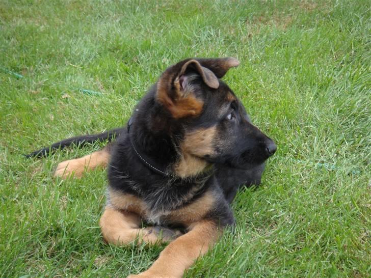 Schæferhund Team Rapi Excess billede 3