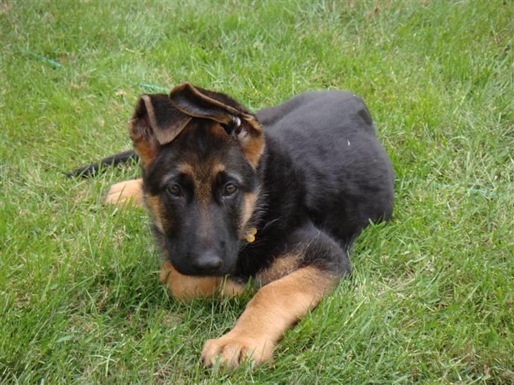 Schæferhund Team Rapi Excess billede 4