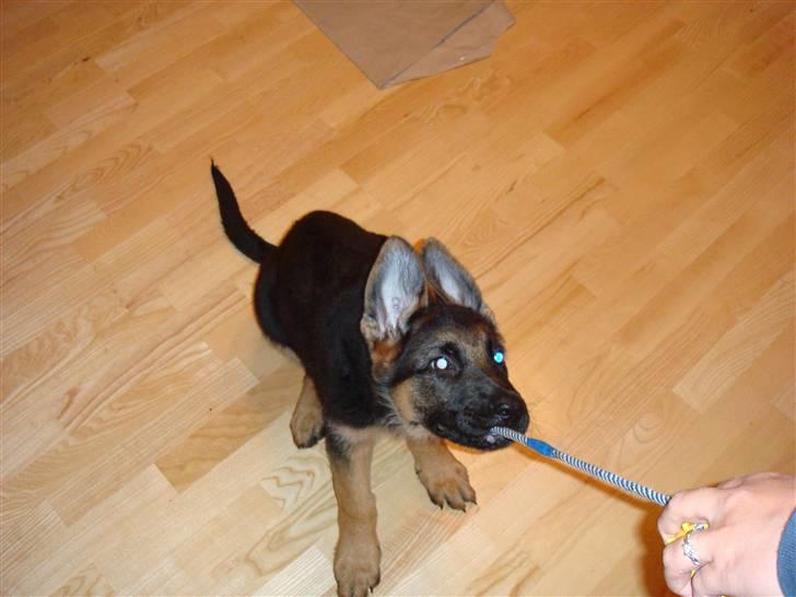 Schæferhund Team Rapi Excess billede 5